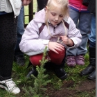 Święto Drzewa